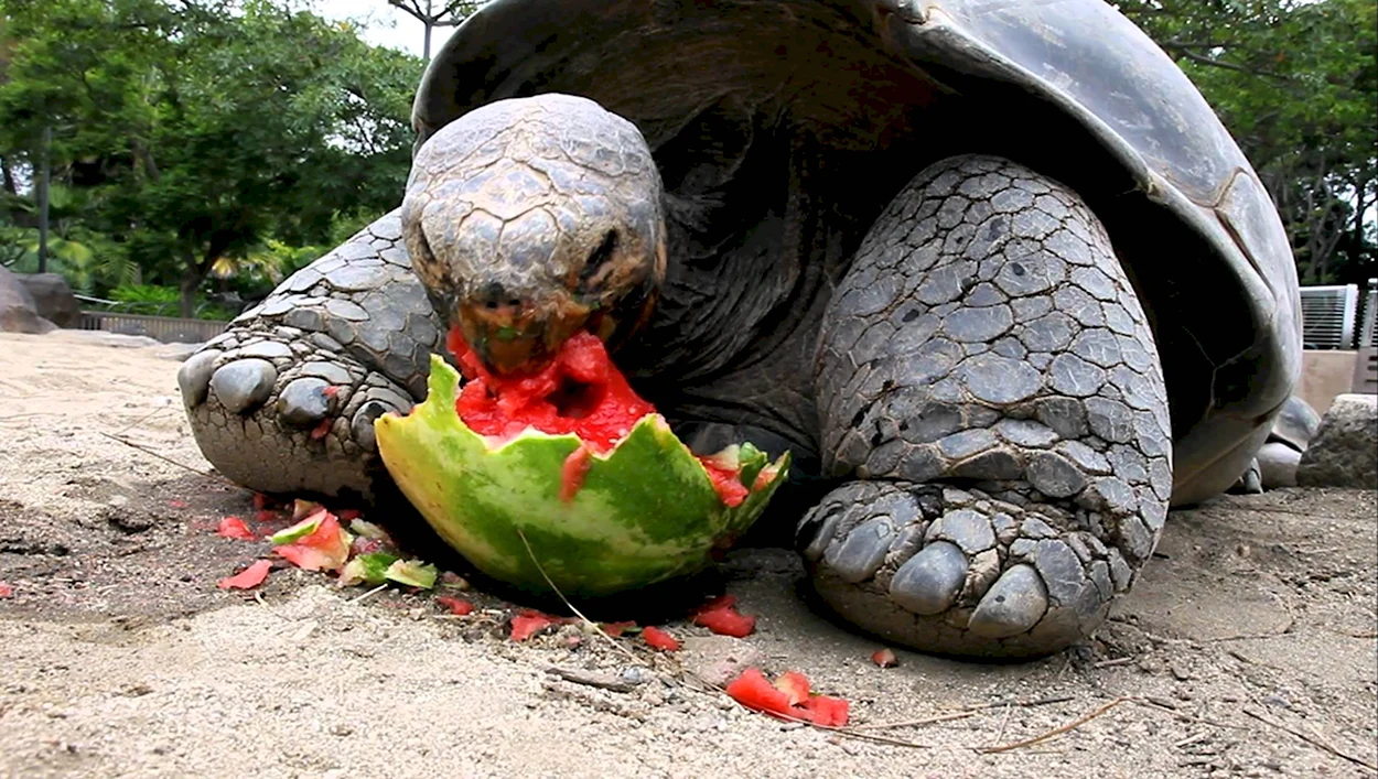 Галапагосская черепаха Арбуз. Красивое животное