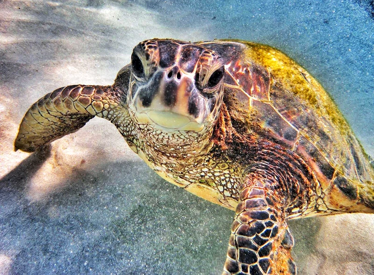 Гавайи морские черепахи. Красивое животное
