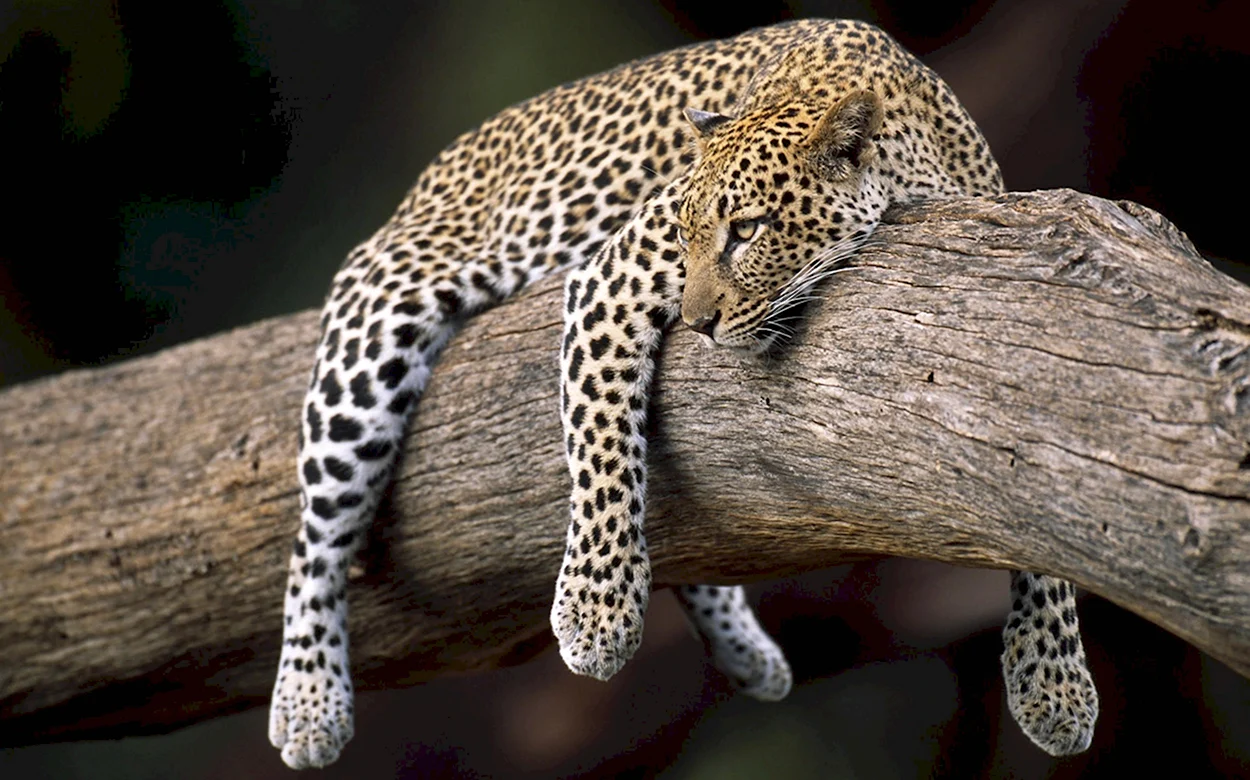 Гепард леопард Ягуар. Красивое животное