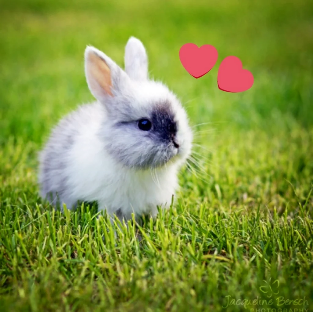 Гермелин ангорский карликовый кролик. Красивые картинки животных