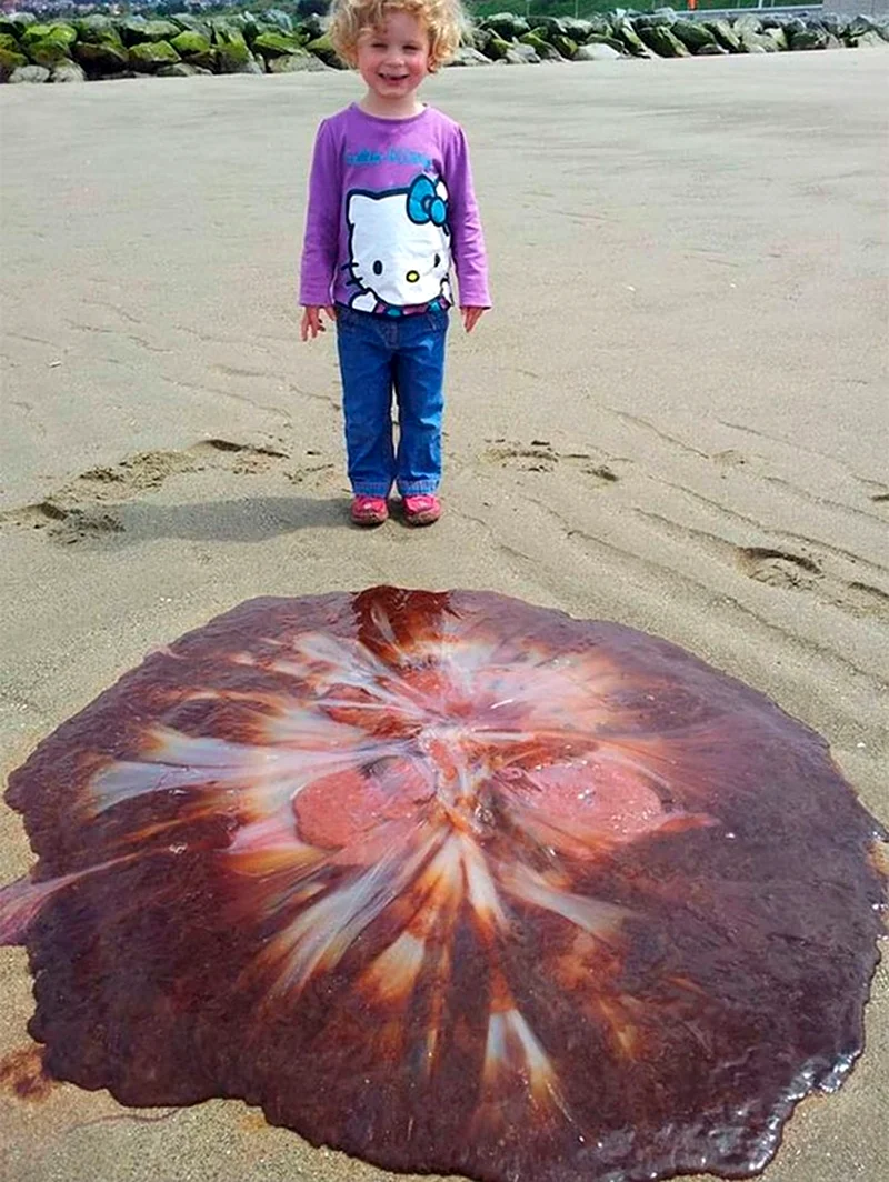Гигантская медуза. Картинка