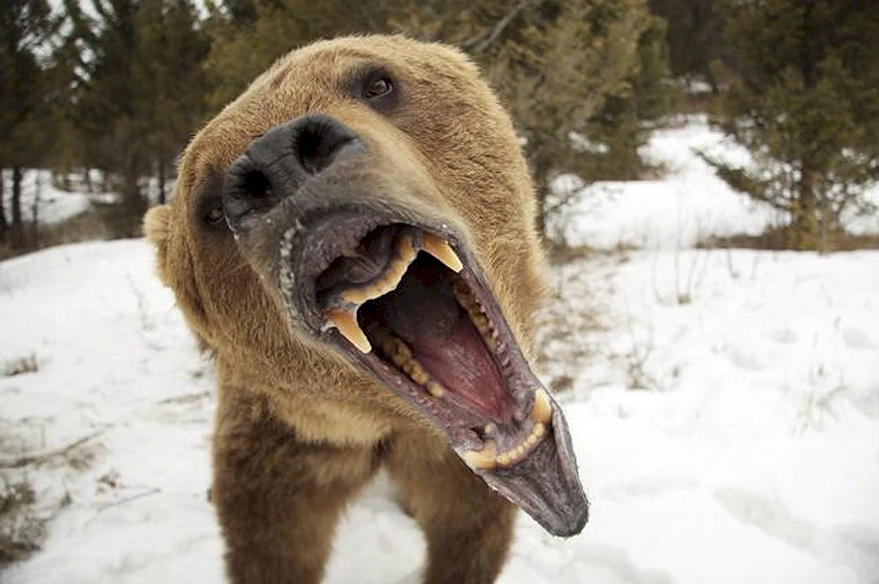Гигантские чудовища собака медведь. Красивое животное