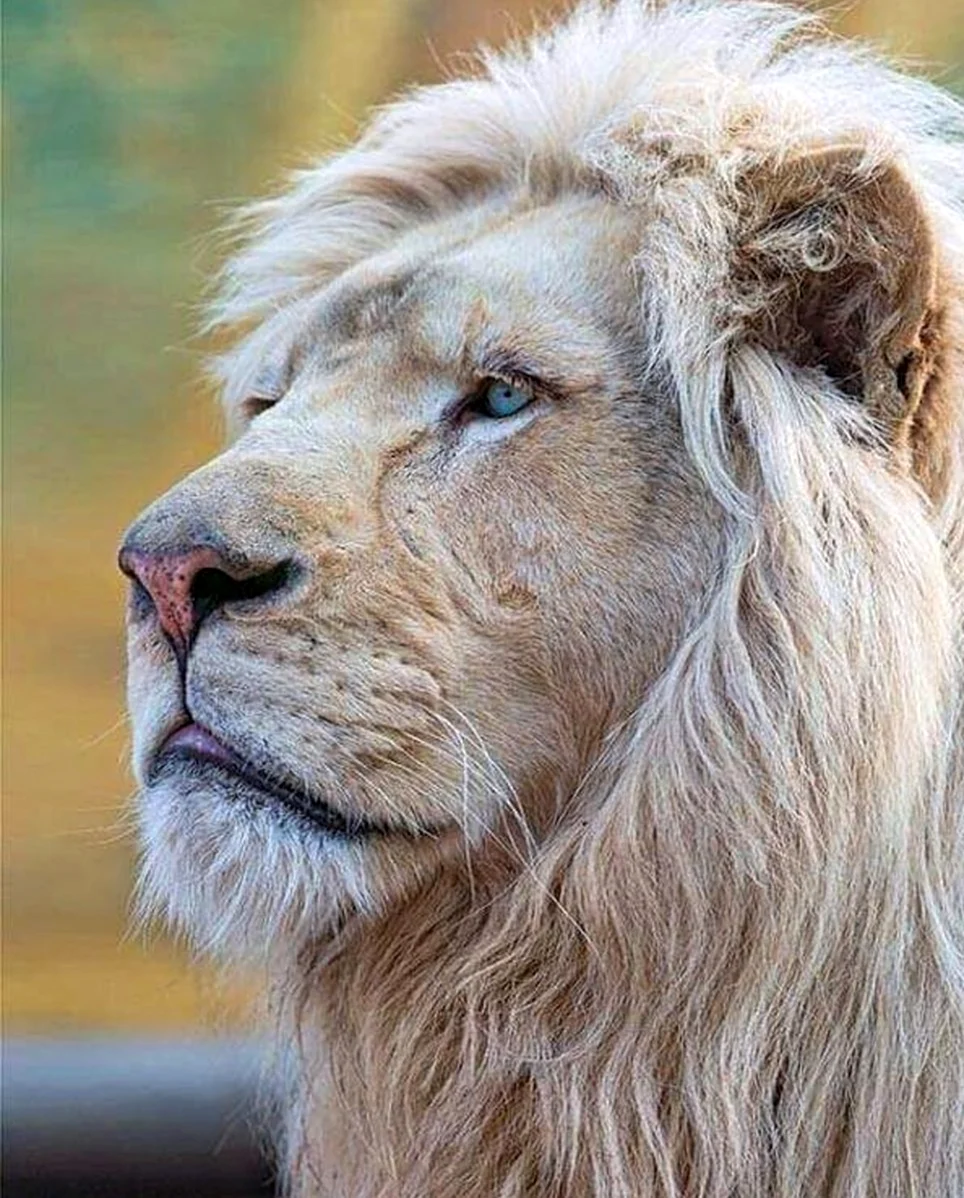 Гималайский карликовый Лев. Красивое животное