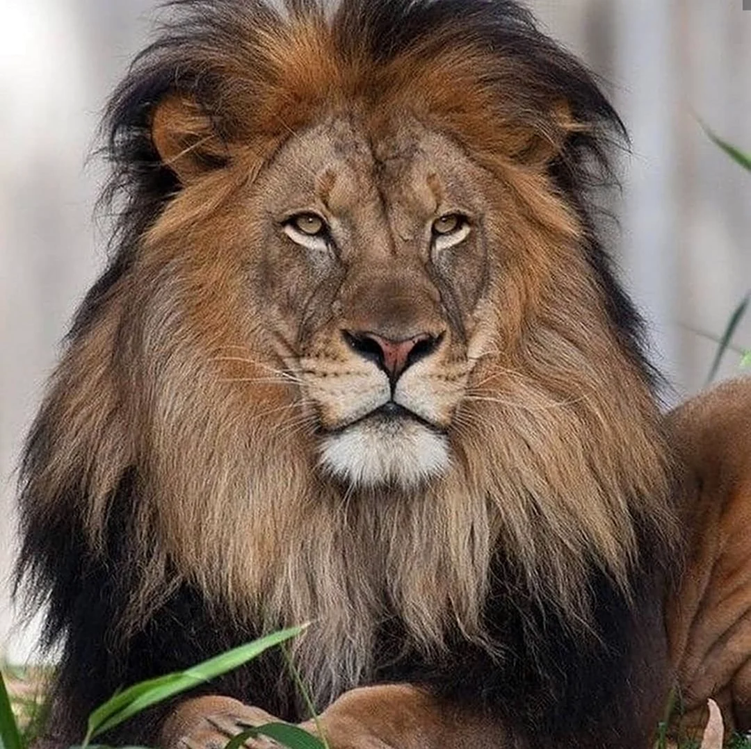 Гималайский Лев. Красивое животное
