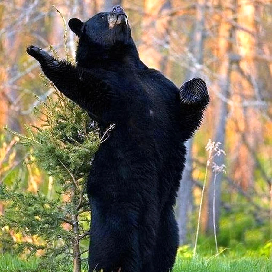 Гималайский медведь. Картинка