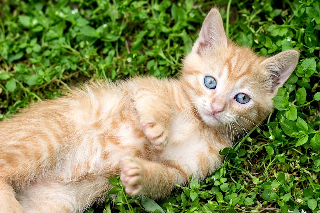 Ginger tabby Cat порода. Красивые картинки животных