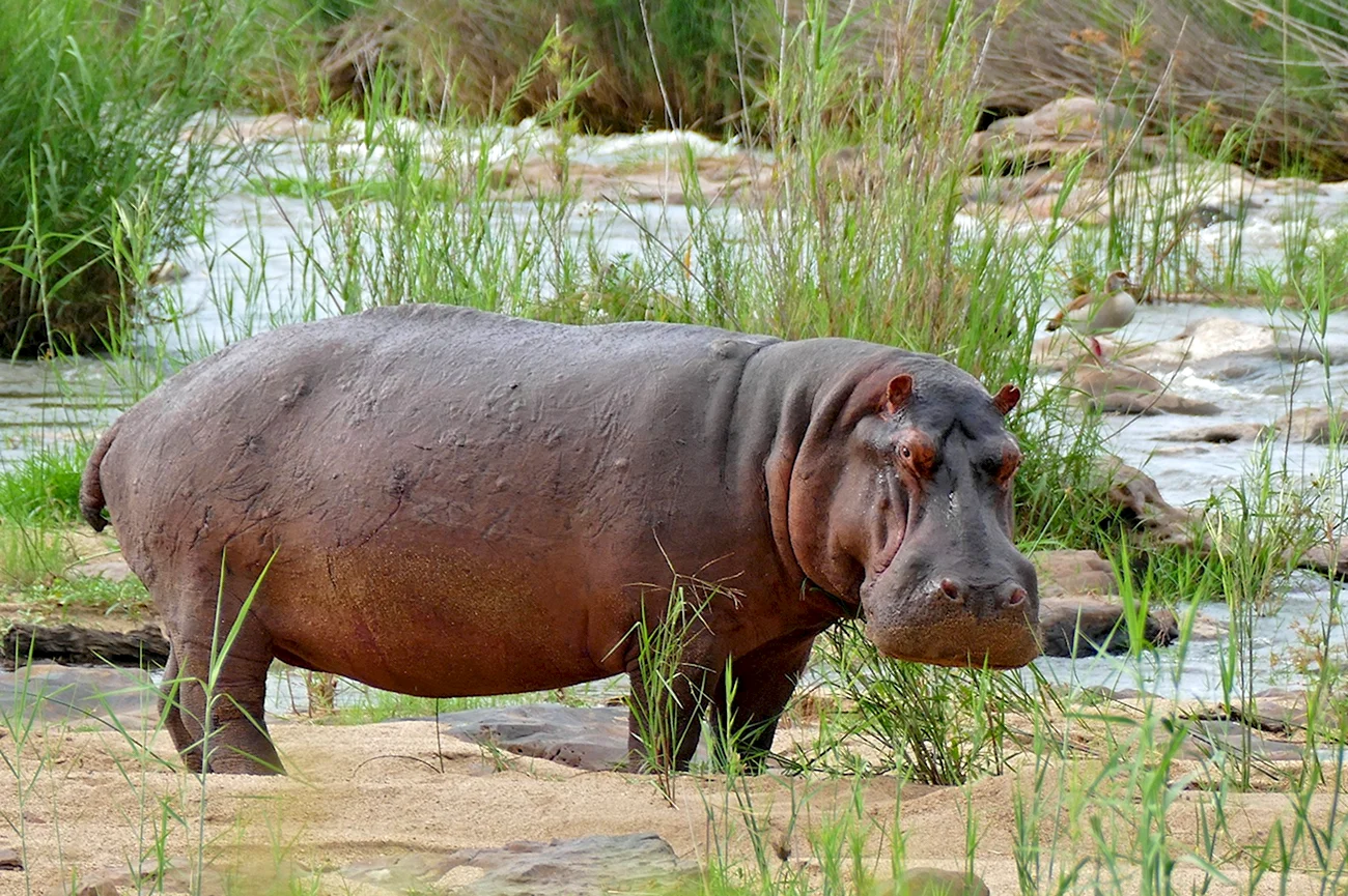 Гиппопотам Hippopotamus amphibius. Картинка