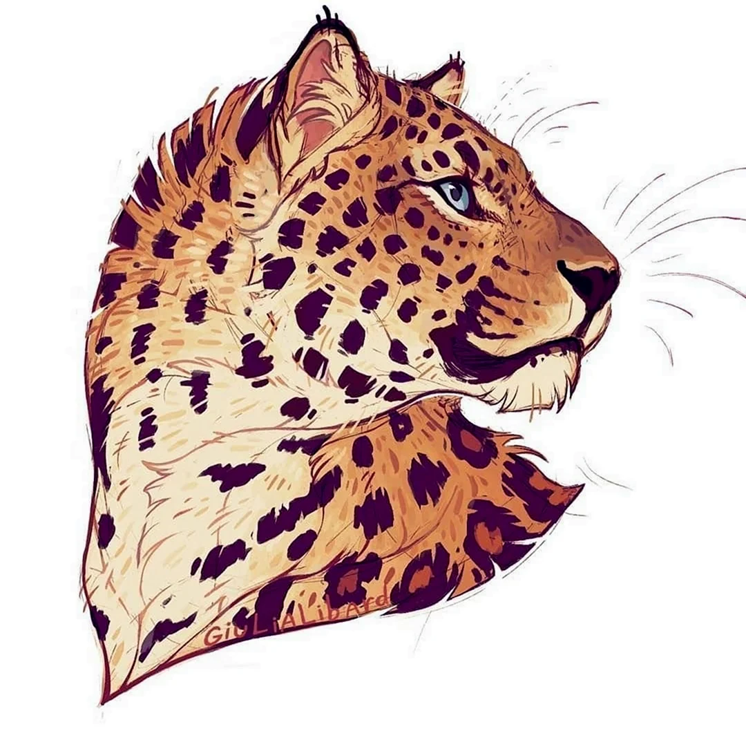 Giulialibard леопард. Для срисовки