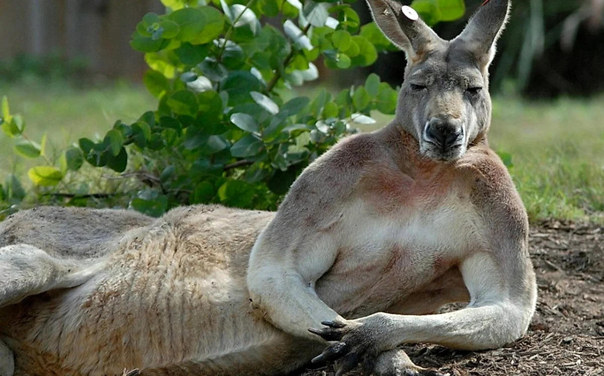 Глад ВАЛАКАС кенгуру. Красивое животное