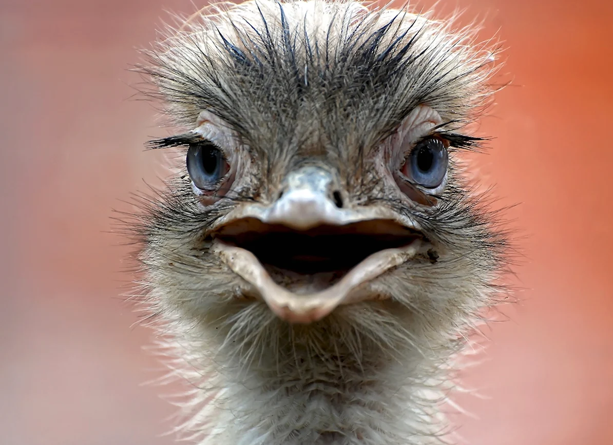Глаз страуса. Красивое животное