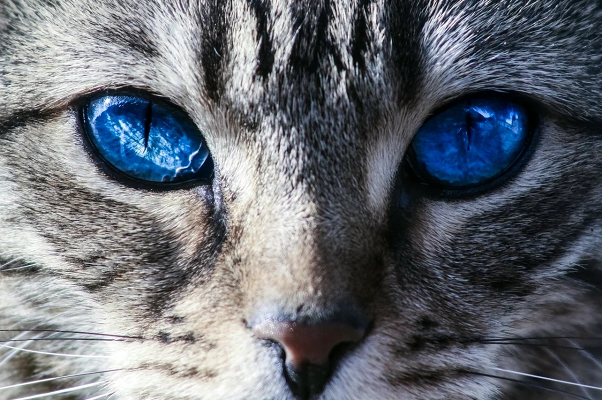 Глаза кошки. Красивое животное