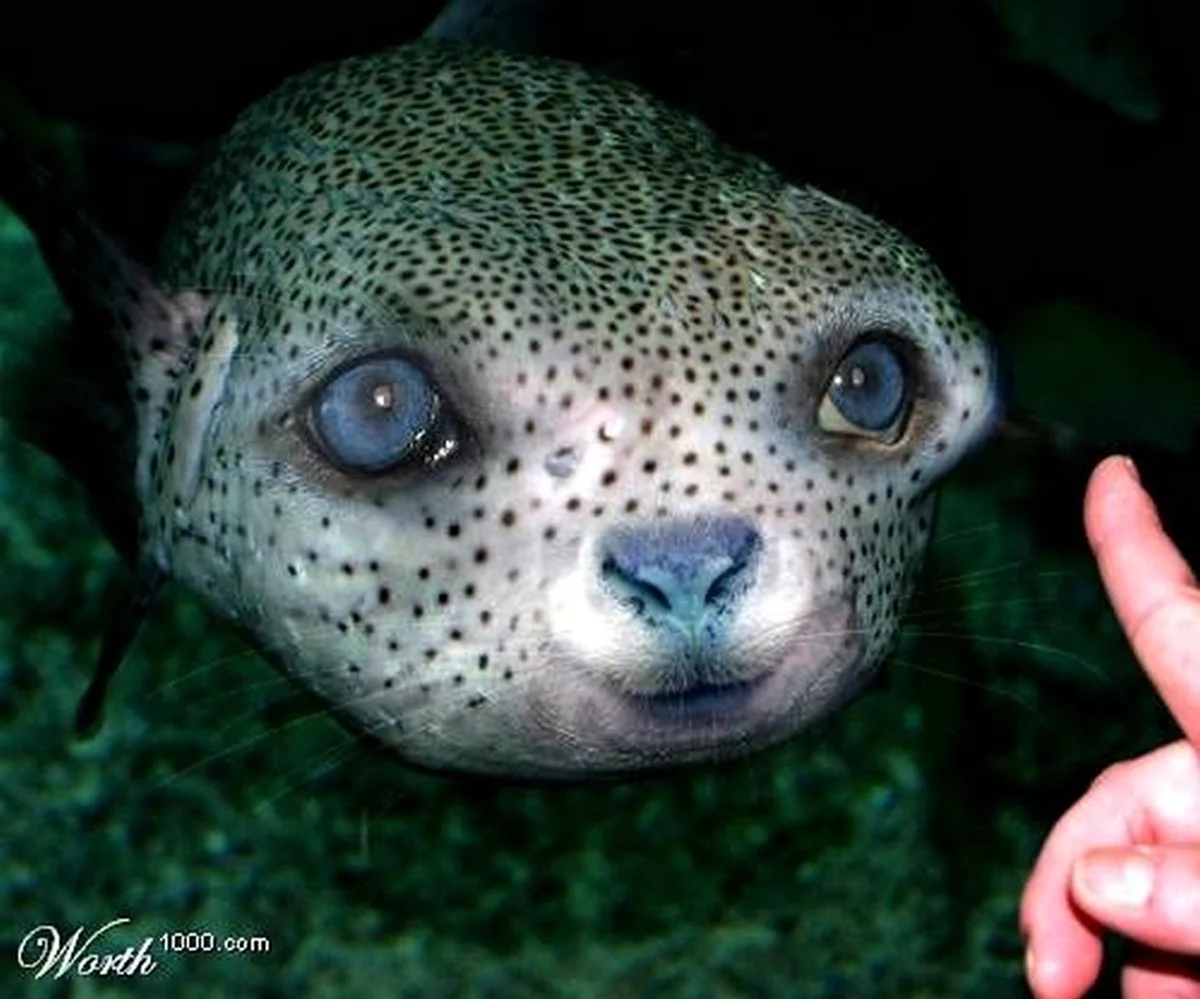 Глаза морских животных. Красивое животное
