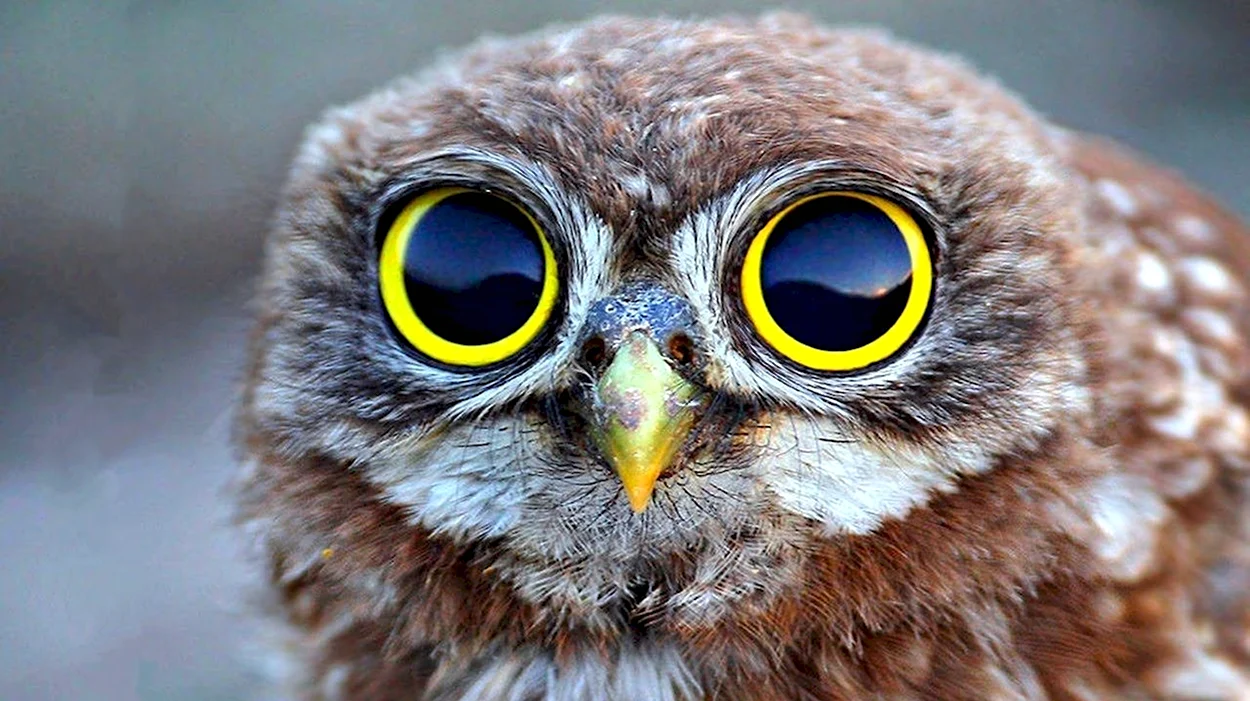 Глаза Совы. Красивое животное