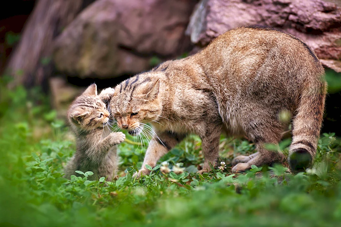 Гобийская серая кошка. Красивые картинки животных