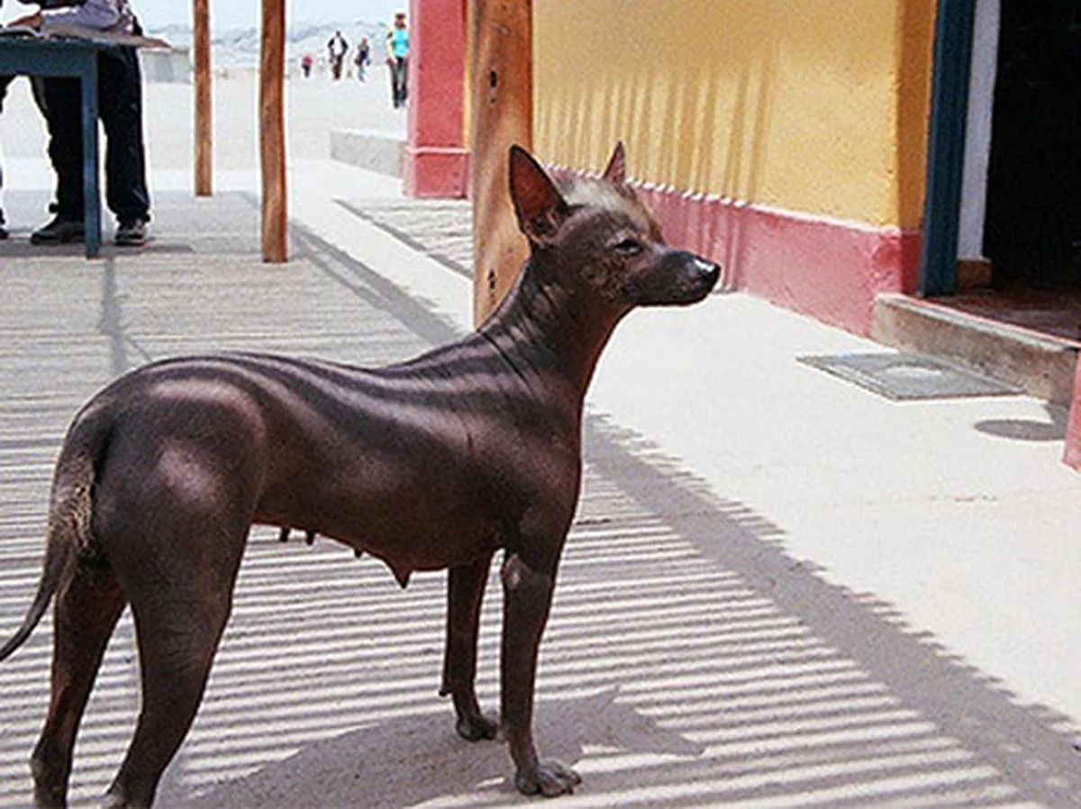 Голая собака Перу. Красивое животное
