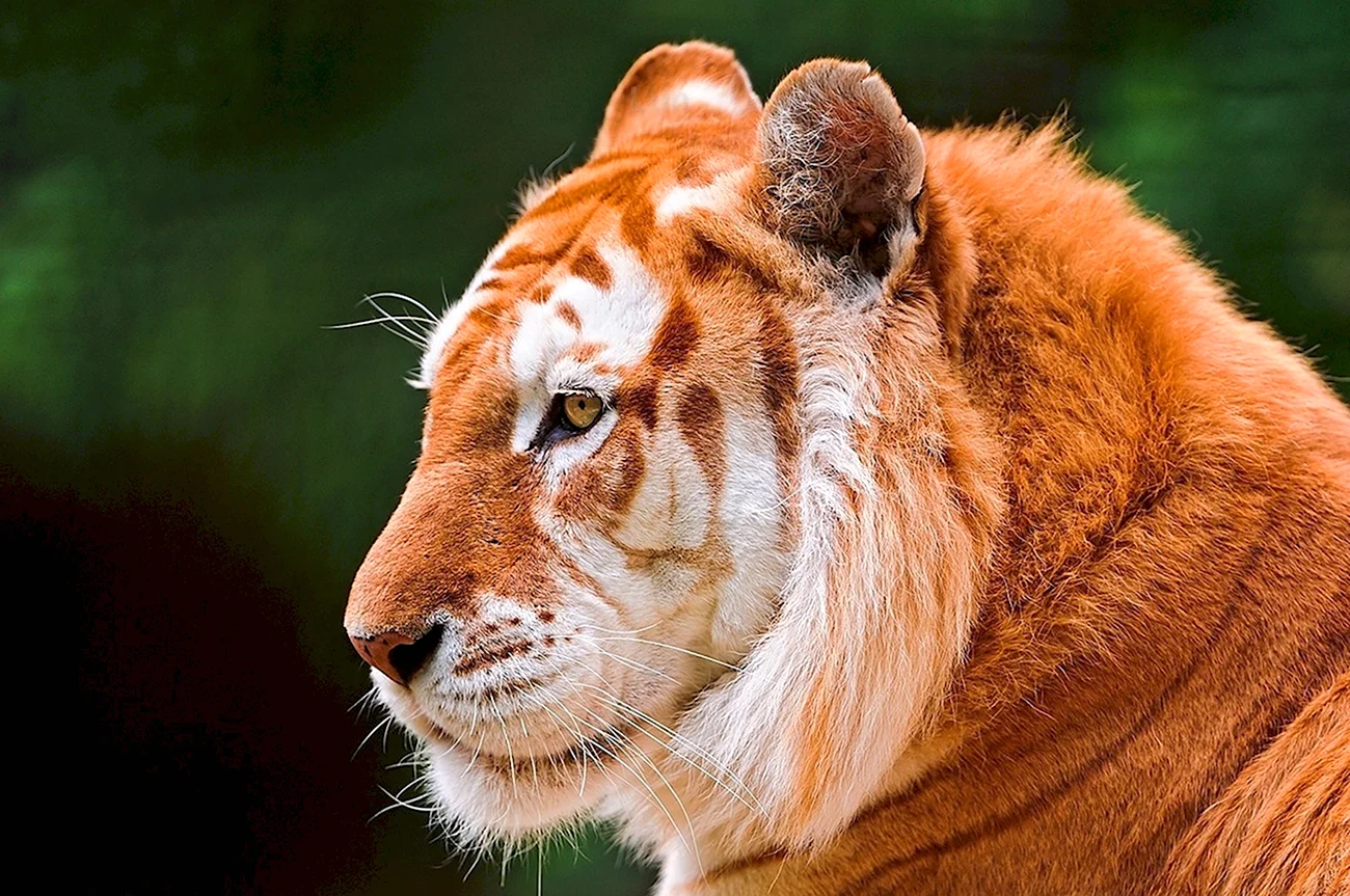 Голден Тайгер тигр. Красивая картинка