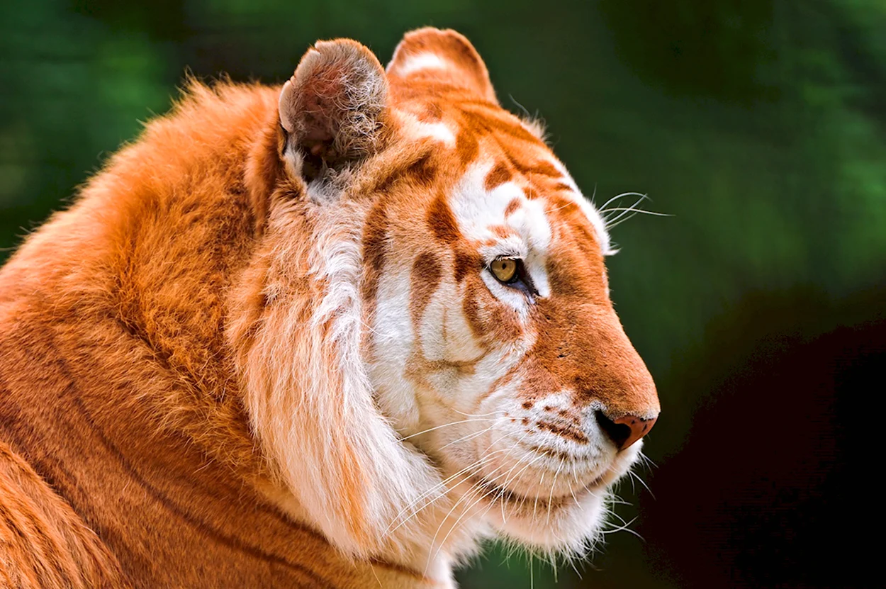 Голден Тайгер тигр. Красивое животное