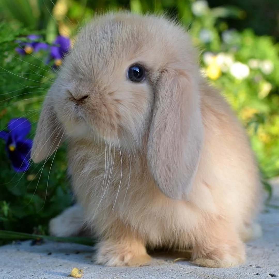 Голландский вислоухий кролик. Красивое животное