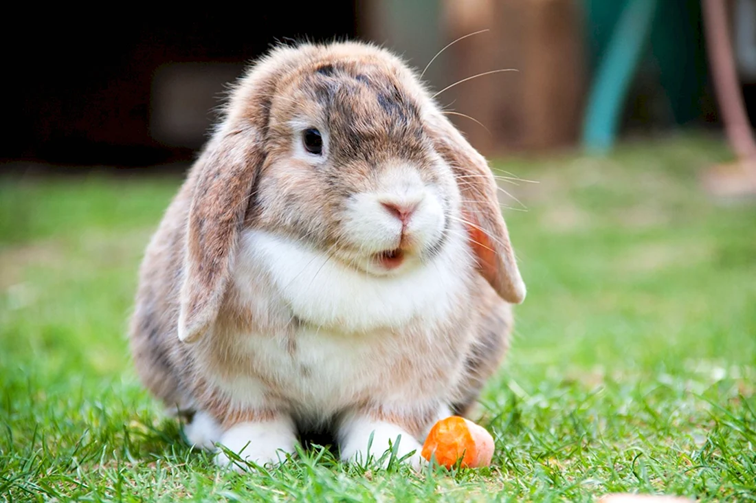 Голландский вислоухий кролик. Красивые картинки животных