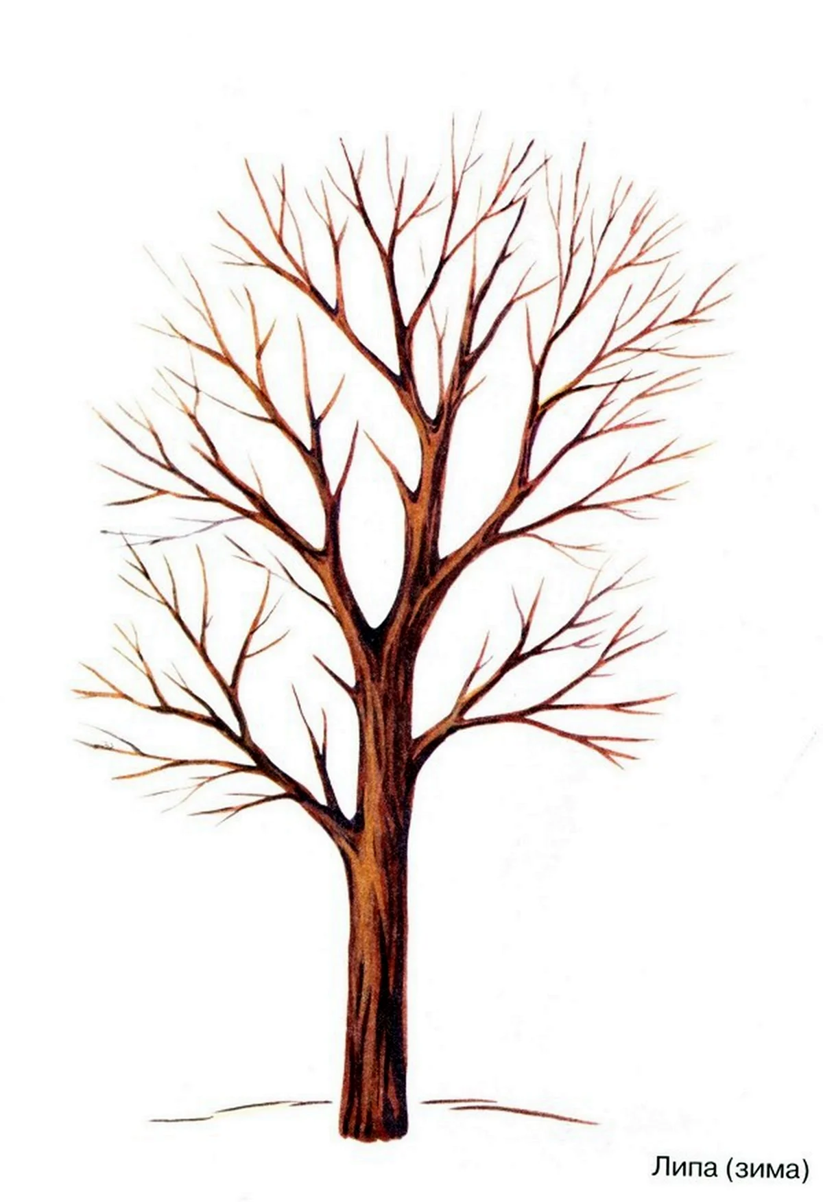 Голое дерево. Картинка