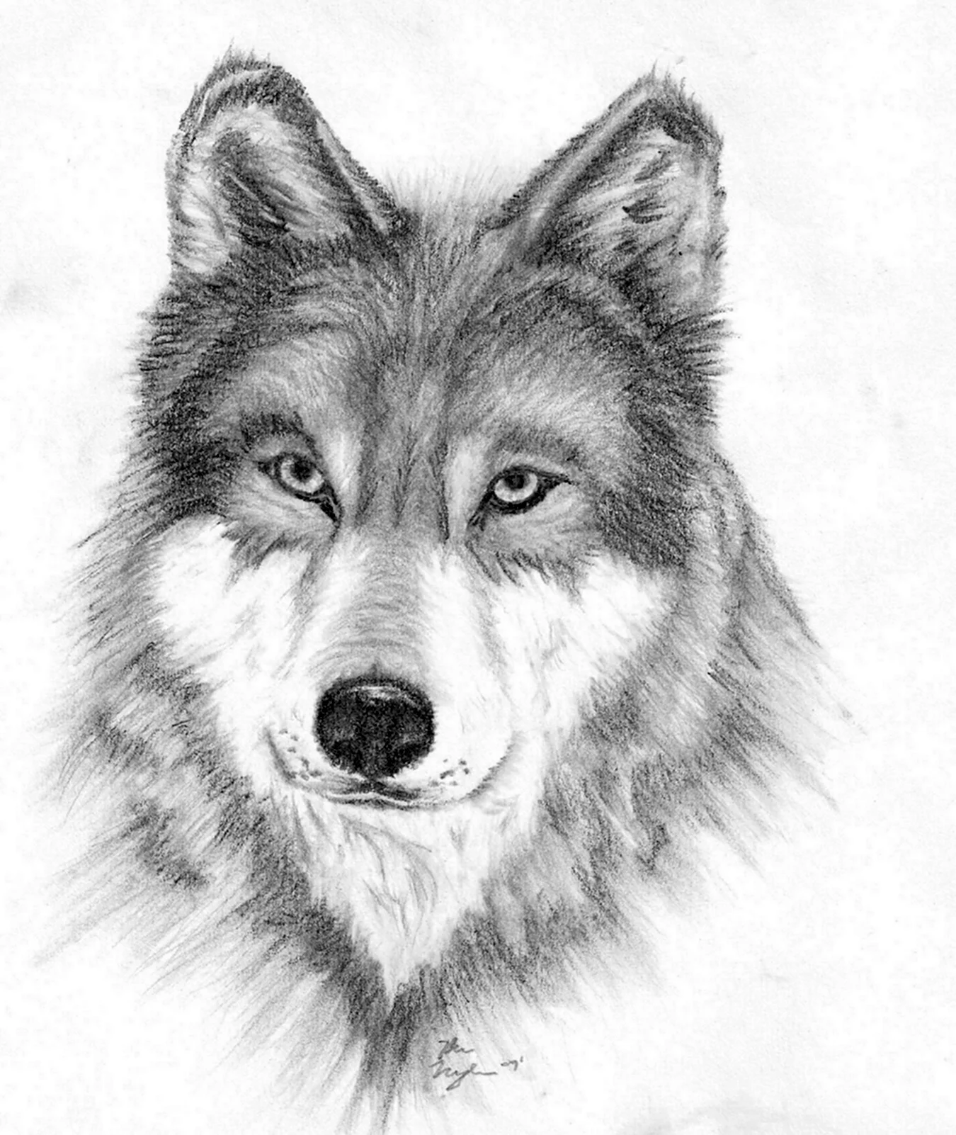 Голова волка рисунок. Для срисовки