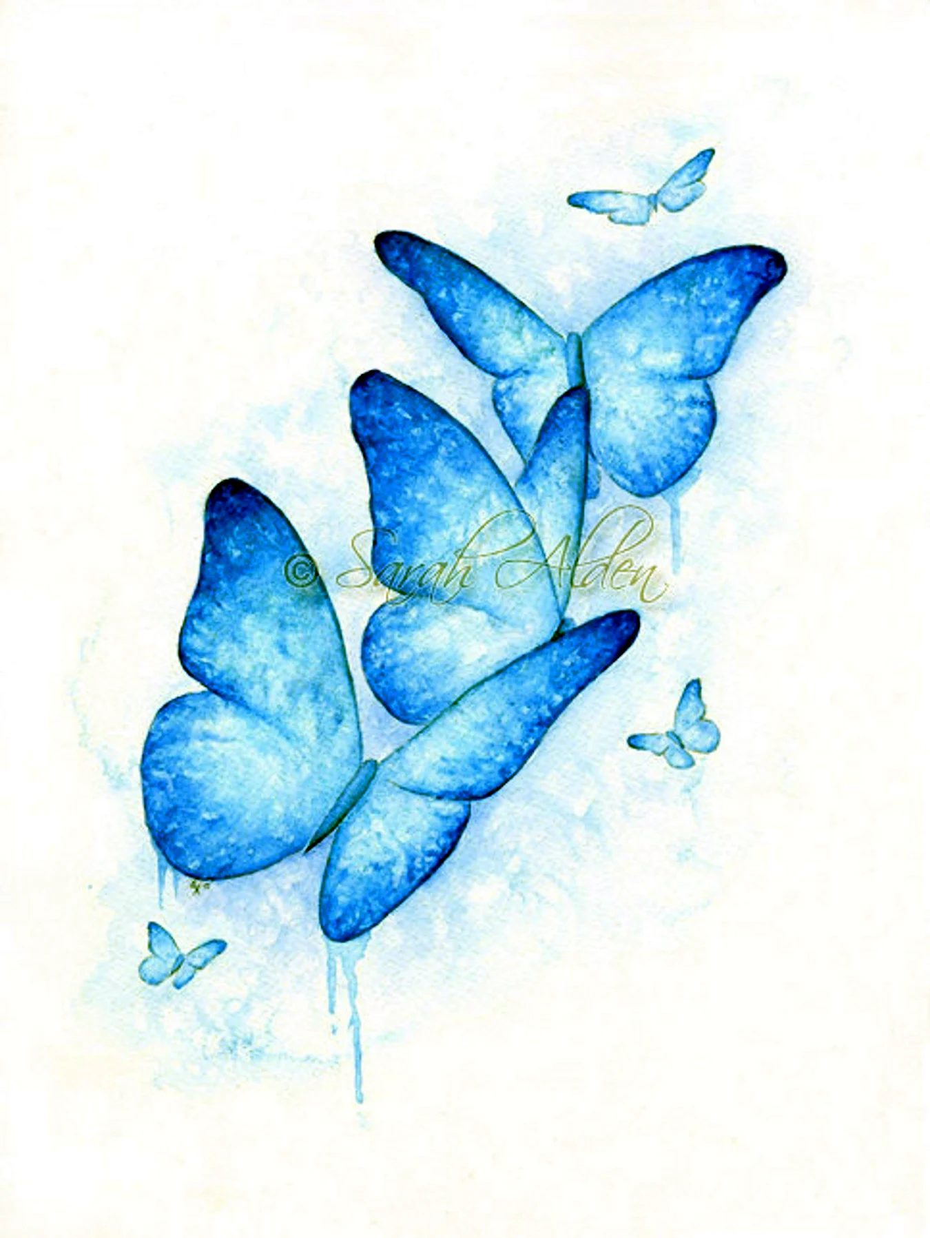 Голубая бабочка акварель. Для срисовки