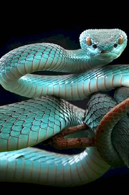 Голубая куфия змея. Картинка