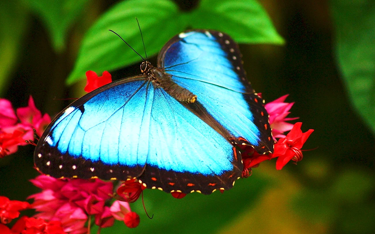 Голубая Морфо бабочка. Красивая картинка