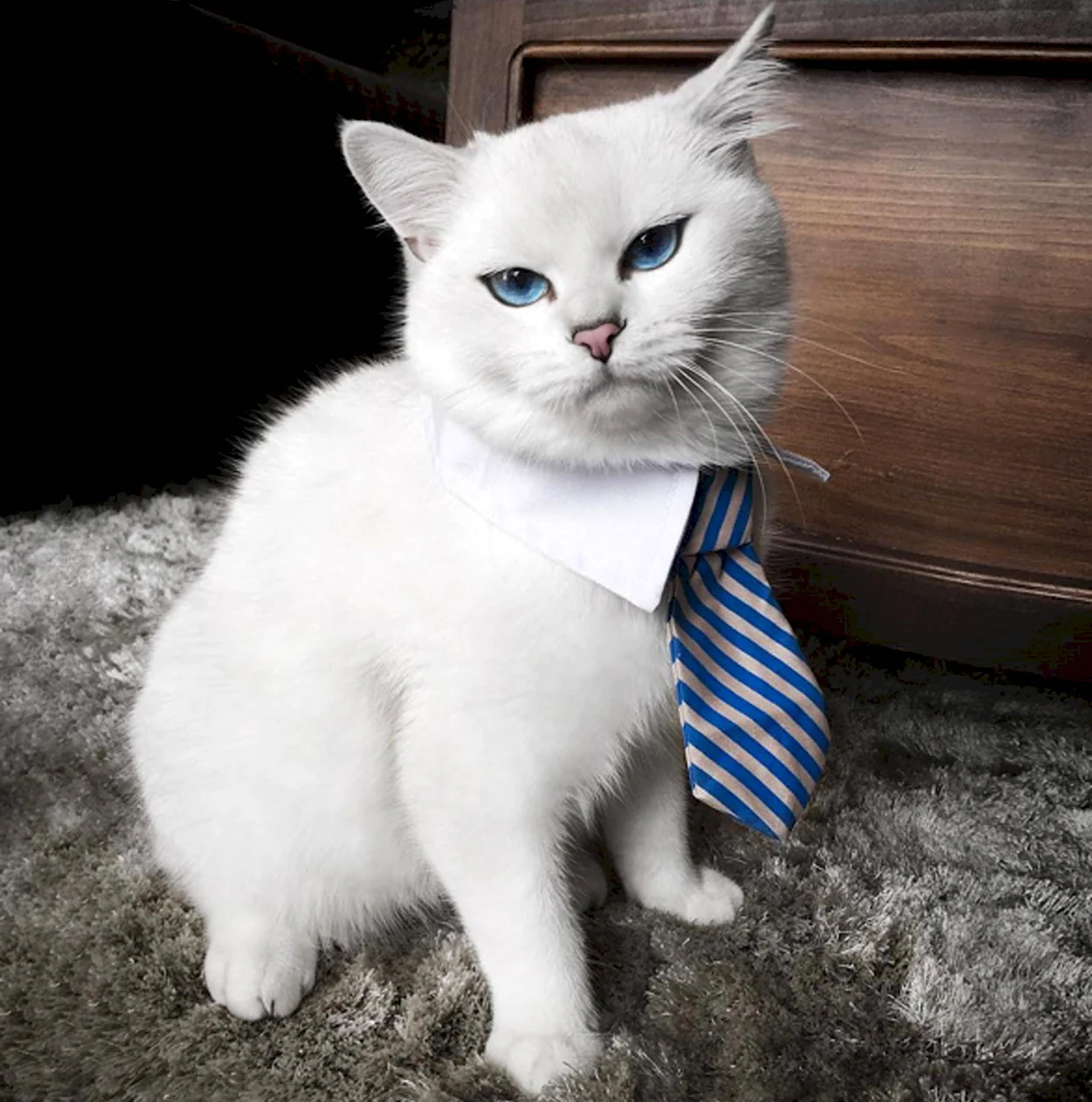 Голубоглазый кот Коби. Красивое животное