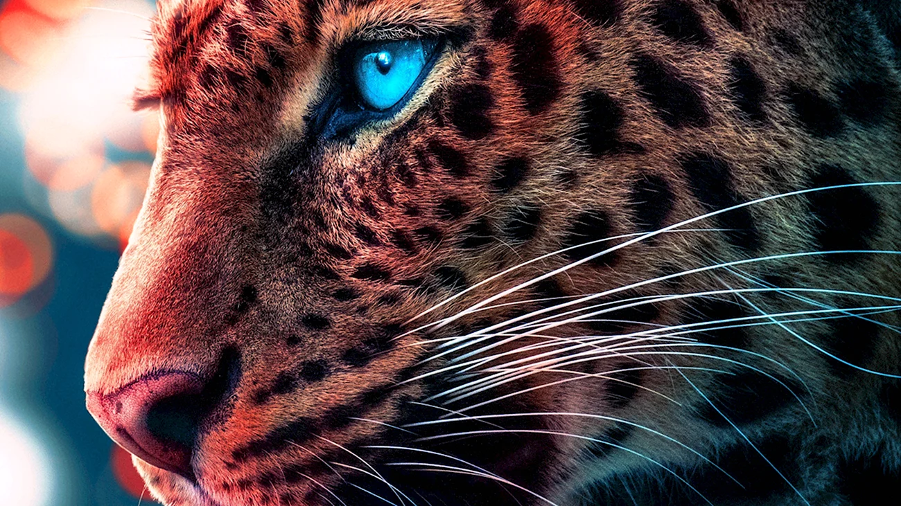 Голубоглазый леопард. Картинка