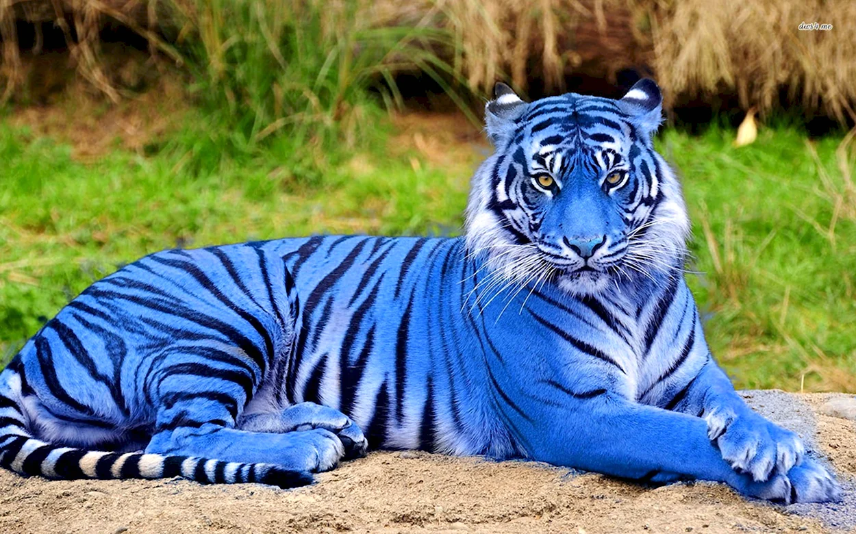Голубой водяной тигр 2022. Красивое животное