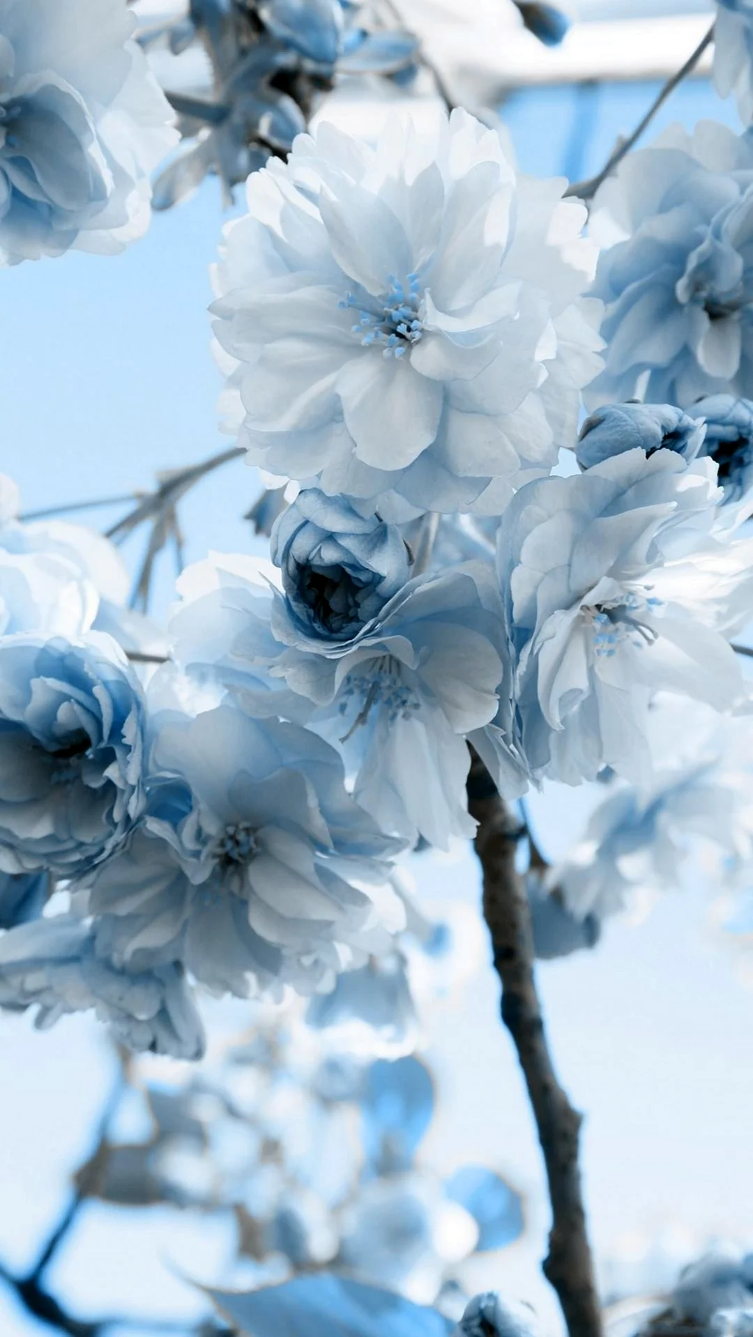 Голубые цветы. Красивая картинка