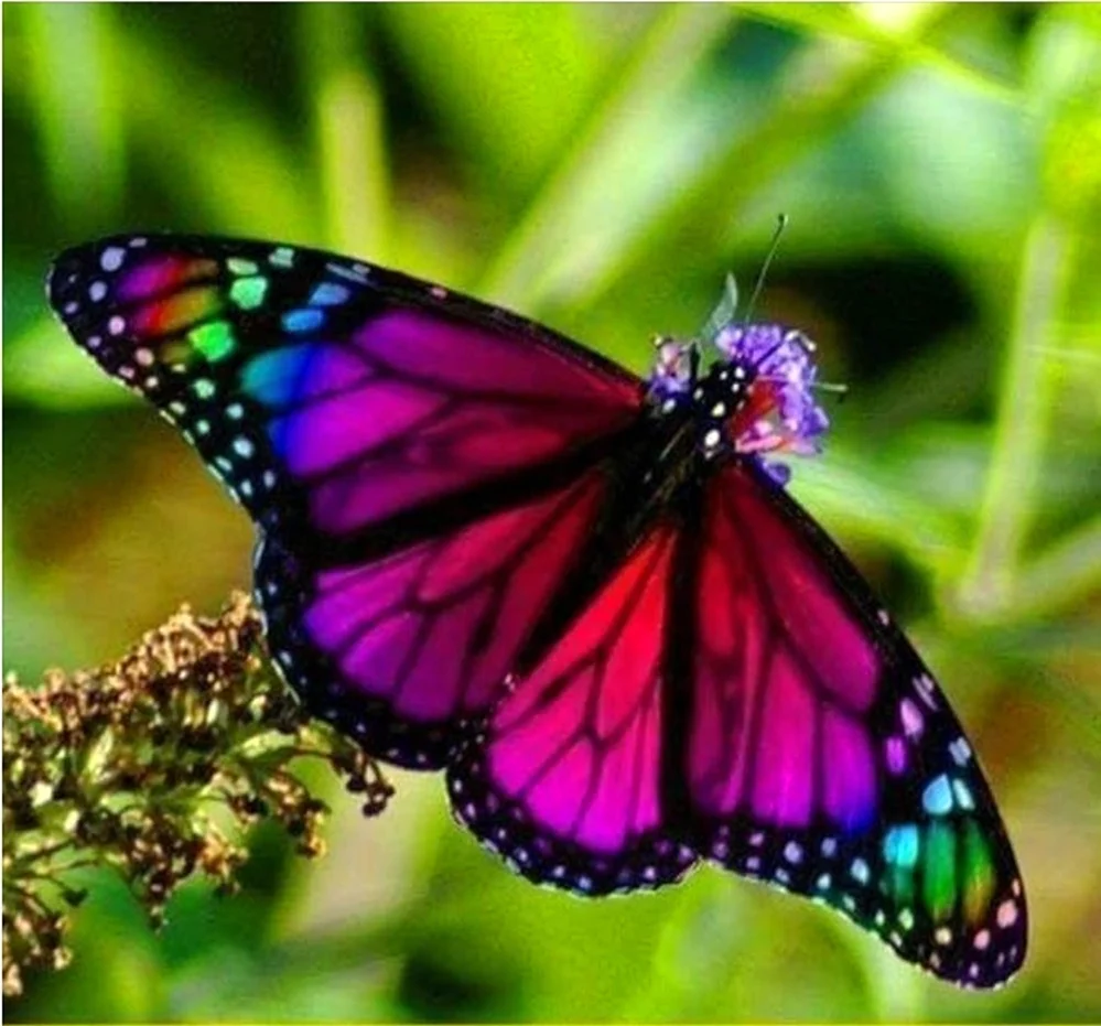 Горгеус бабочка. Красивая картинка