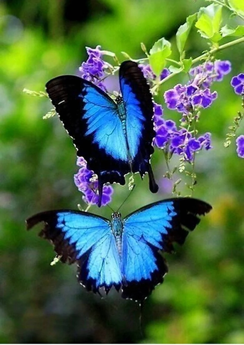 Горгеус бабочка. Красивая картинка