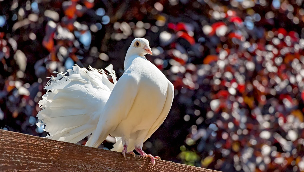 Горлица белая птица. Красивое животное