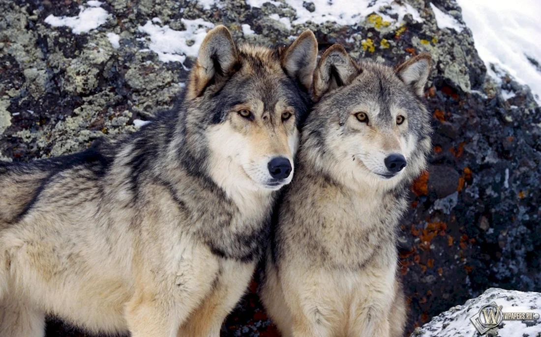 Горные волки Аляски. Красивые картинки животных