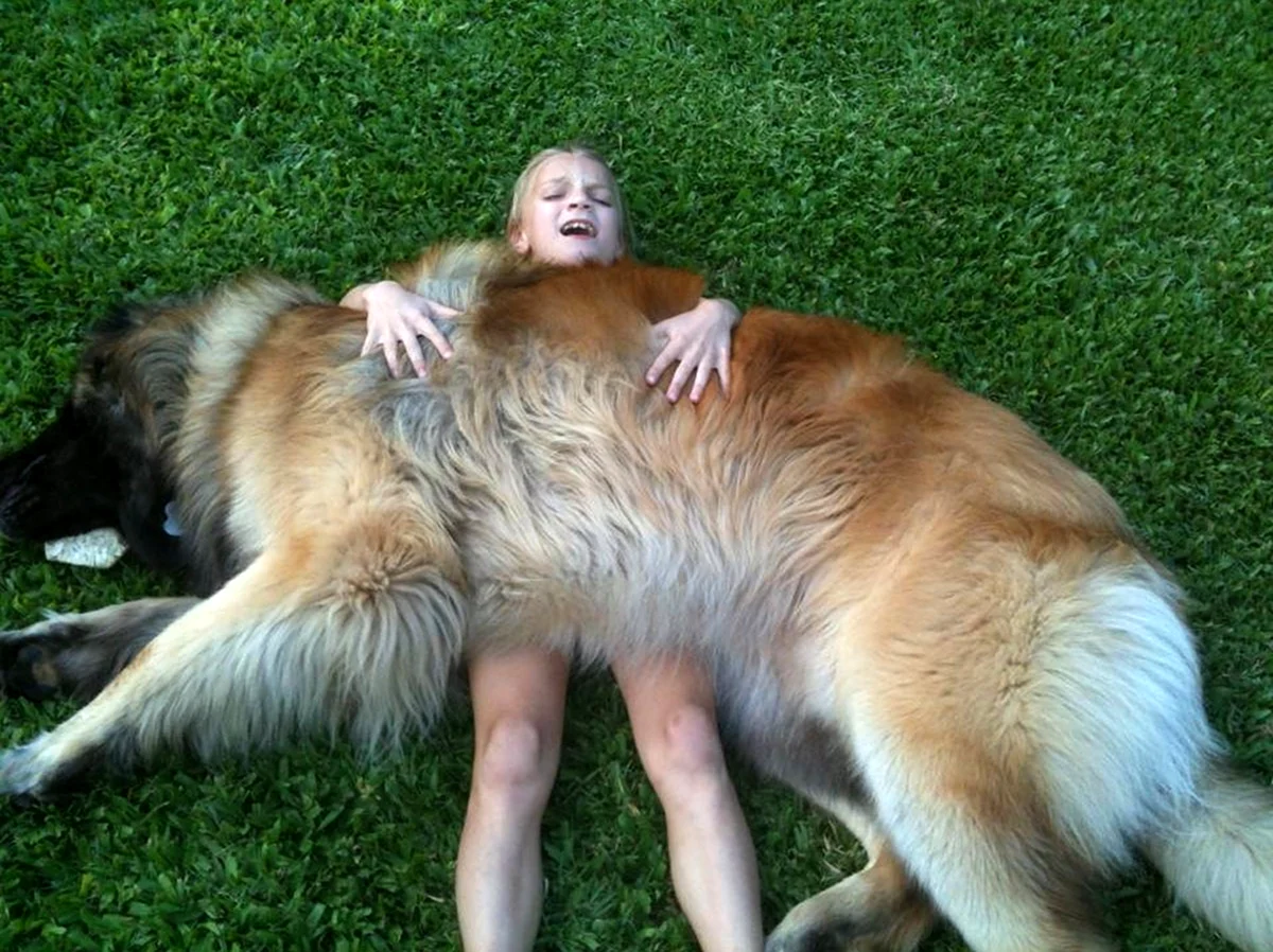 Горный Лев собака порода. Красивое животное