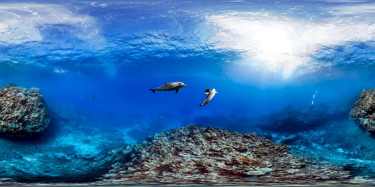 Great Barrier Reef Australia Dolphins. Поздравление