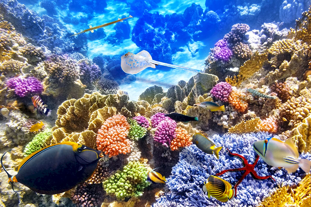 Great Barrier Reef Marine Park. Картинка