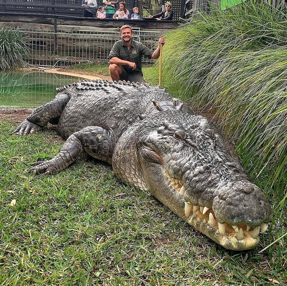Гребнистый крокодил. Картинка