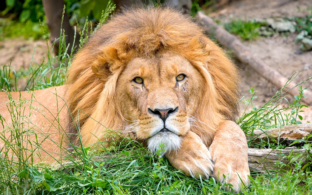 Грива Льва. Красивое животное