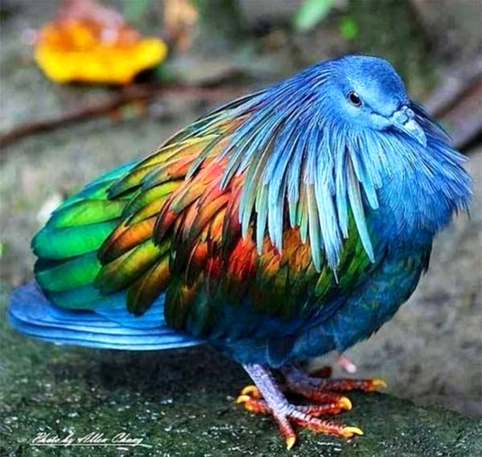 Гривистый голубь. Красивое животное