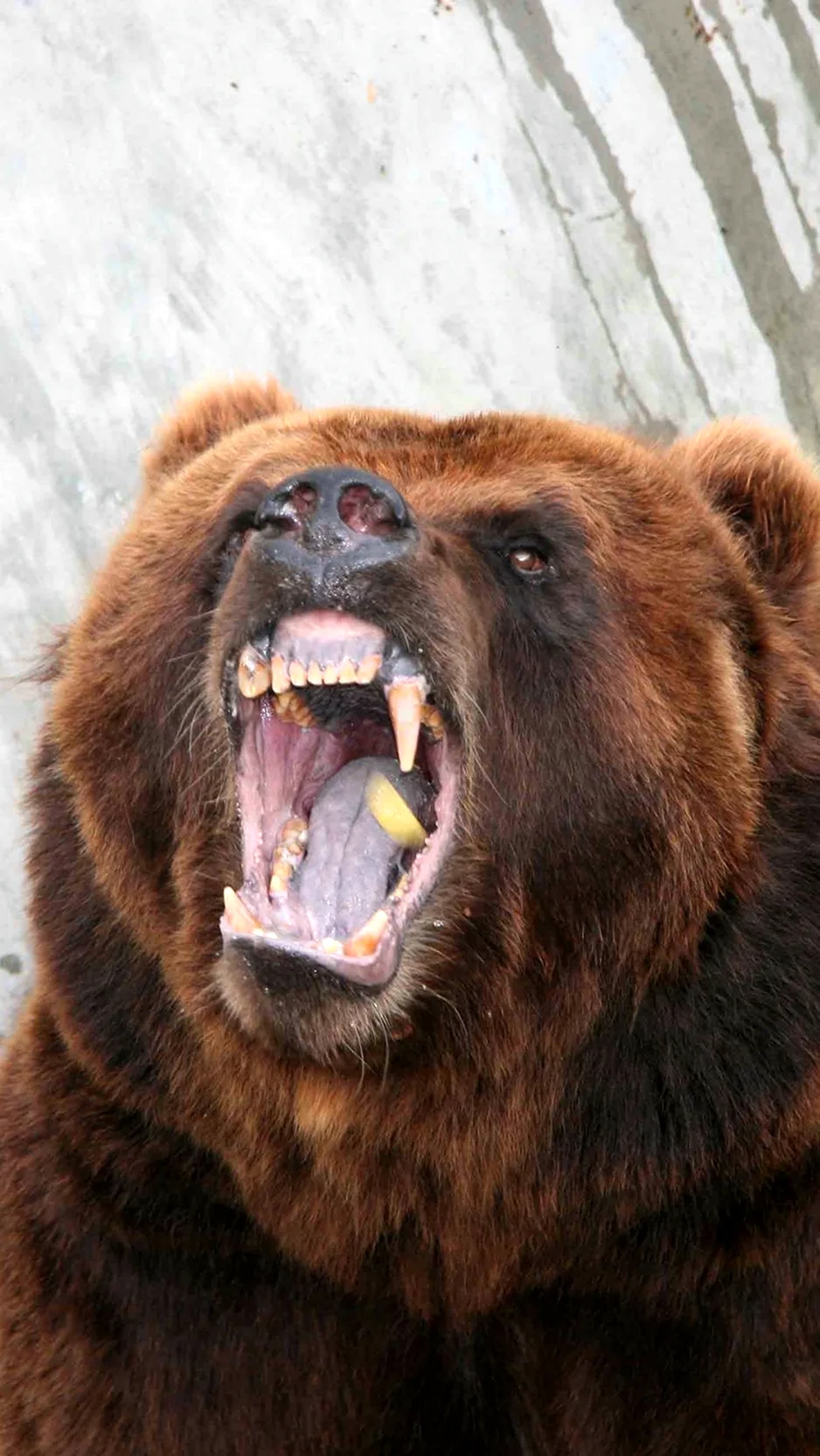Грозный бурый медведь. Красивое животное