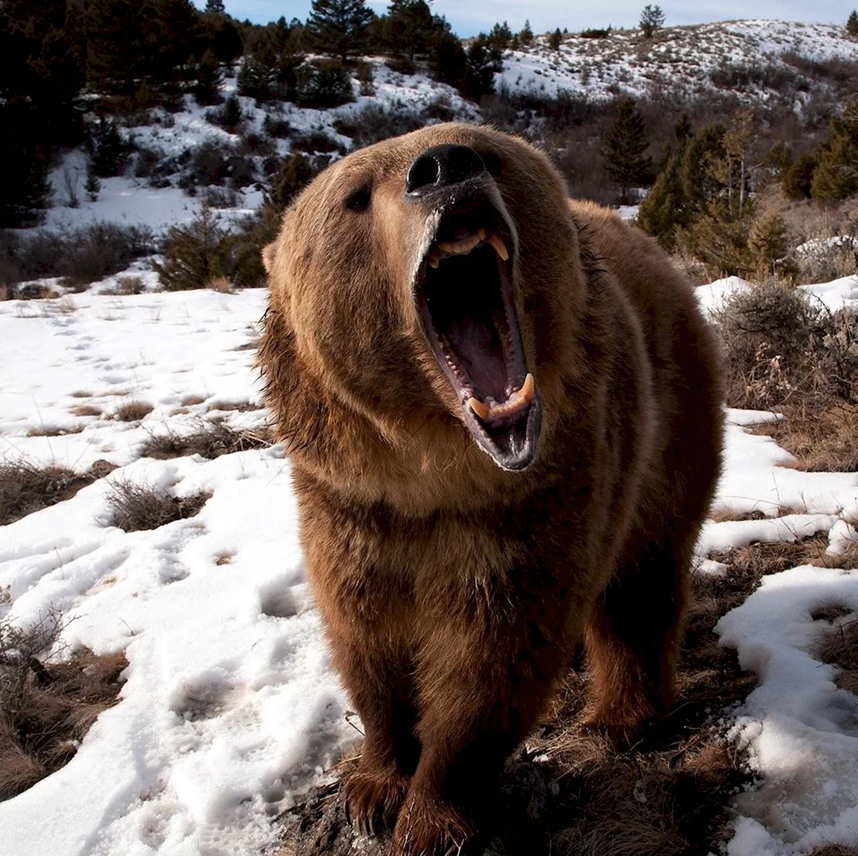 Грозный медведь Гризли. Красивое животное