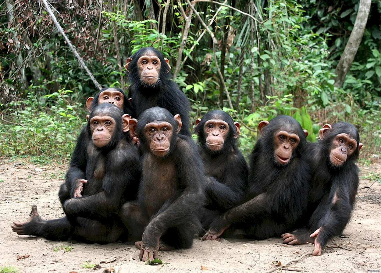 Группа шимпанзе. Красивое животное