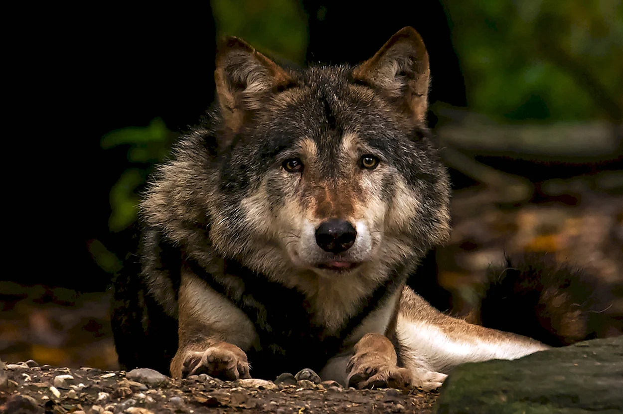 Гудзонский волк. Красивое животное