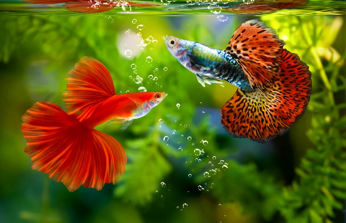 Гуппи рыбки разноцветные. Красивое животное