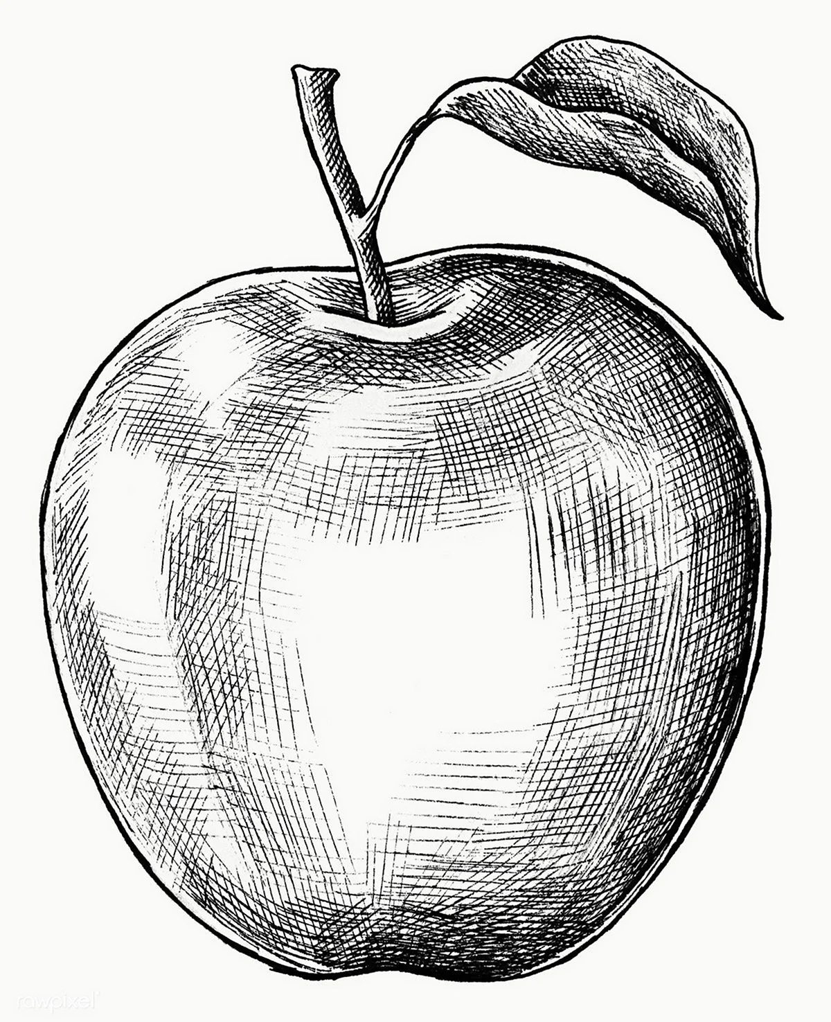 Яблоко рисунок. Для срисовки