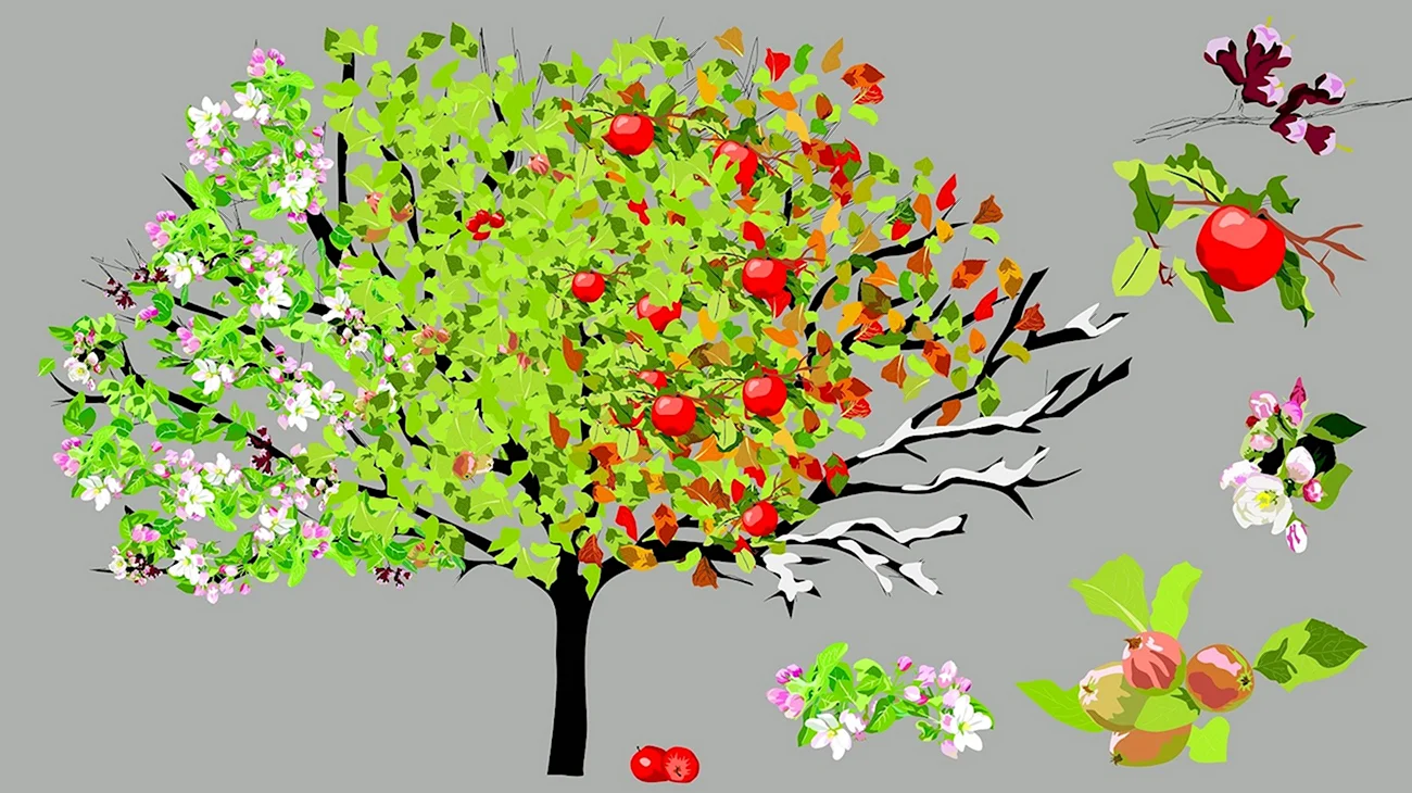 Яблоня с цветами и плодами. Картинка