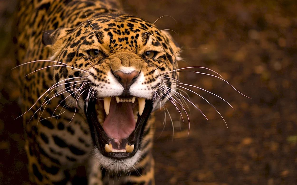 Ягуар леопард оскал. Красивое животное